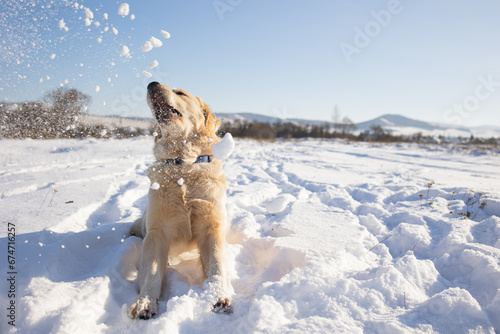 golden retriever dog plays with the first snow © Irina