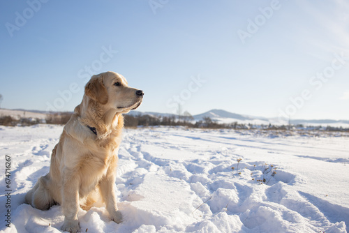 golden retriever sitting on the first snow, first snow of Siberia, dogs