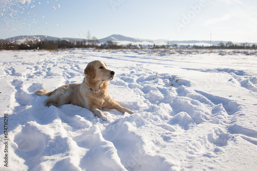 Fototapeta Naklejka Na Ścianę i Meble -  dog of the golden retriever breed lies on the first snow