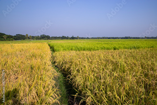 Agriculture Landscape view of the grain rice field with blue sky in Bangladesh