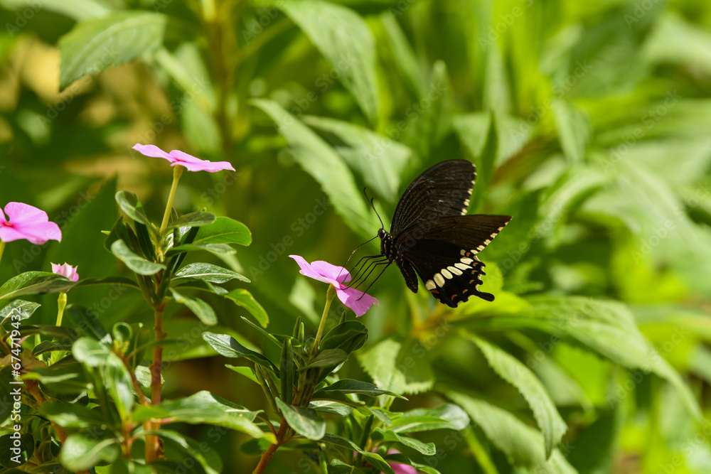 A macro view of beautiful colorful butterfly stealing honey from pink flower A macro view of beautiful colorful butterfly stealing honey from pink flower