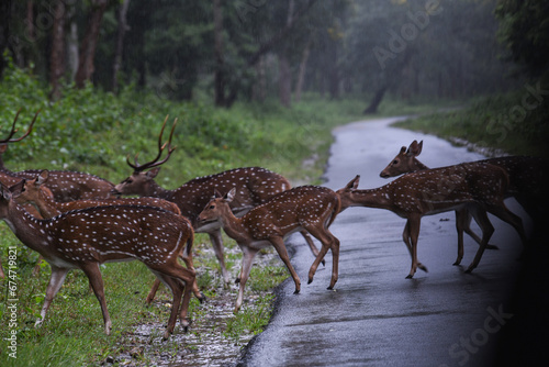 A group of visayan spotted deers or axis deers crossing a road in a lush jungle photo