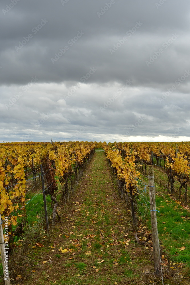 Vineyards in the Palatinate Forest in fall autumn colorfull