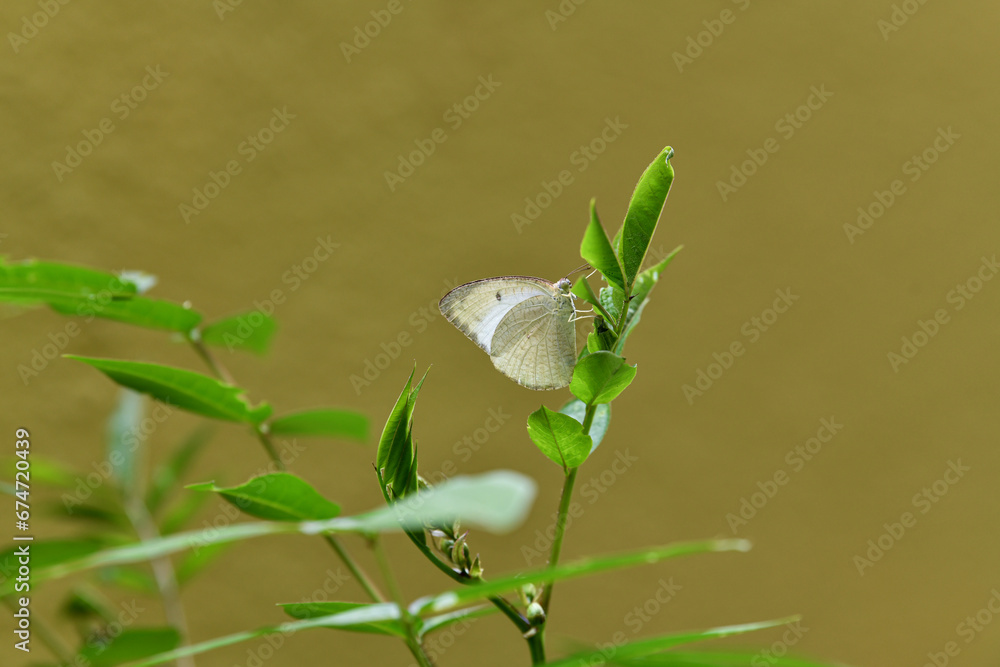 A beautiful view of a small brown butterfly perched on a tiny plant branch A beautiful view of a small brown butterfly perched on a tiny plant branch