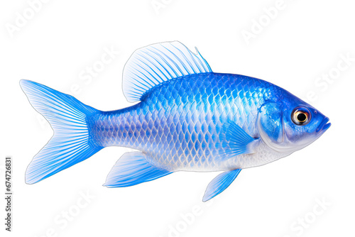 Beautiful real blue fish on transparent background