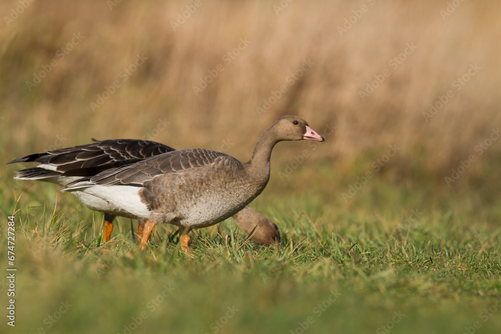 Bird goose - Anser fabalis Bean Goose migratory bird resting in Poland Europe, autumn Bird goose - Anser fabalis Bean Goose migratory bird resting in Poland Europe, autumn