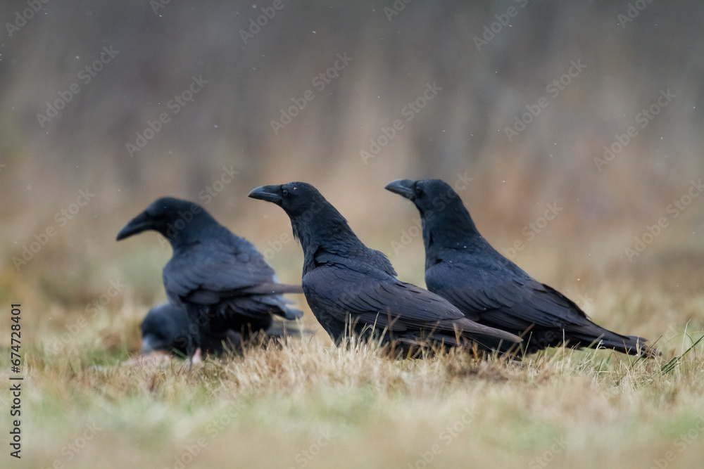 Obraz premium Bird beautiful raven Corvus corax North Poland Europe