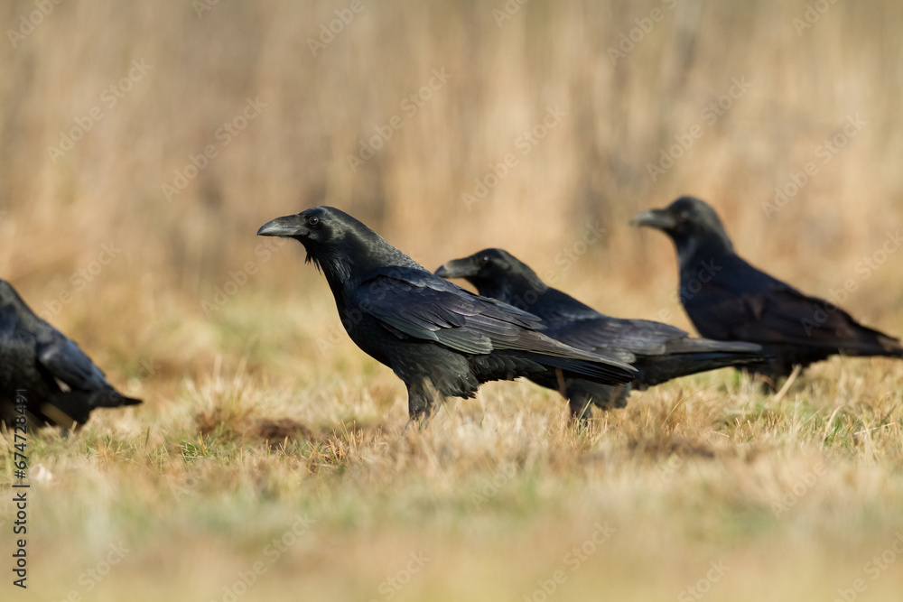 Bird beautiful raven Corvus corax North Poland Europe Bird beautiful raven Corvus corax North Poland Europe