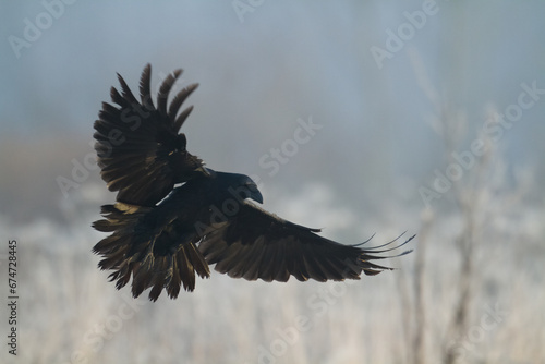 Bird beautiful raven Corvus corax North Poland Europe photo