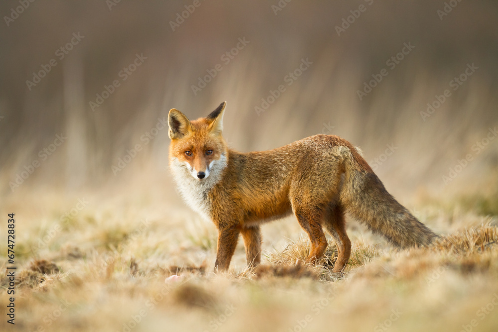 Fox Vulpes vulpes in natural scenery, Poland Europe, animal walking among meadow Fox Vulpes vulpes in natural scenery, Poland Europe, animal walking among meadow