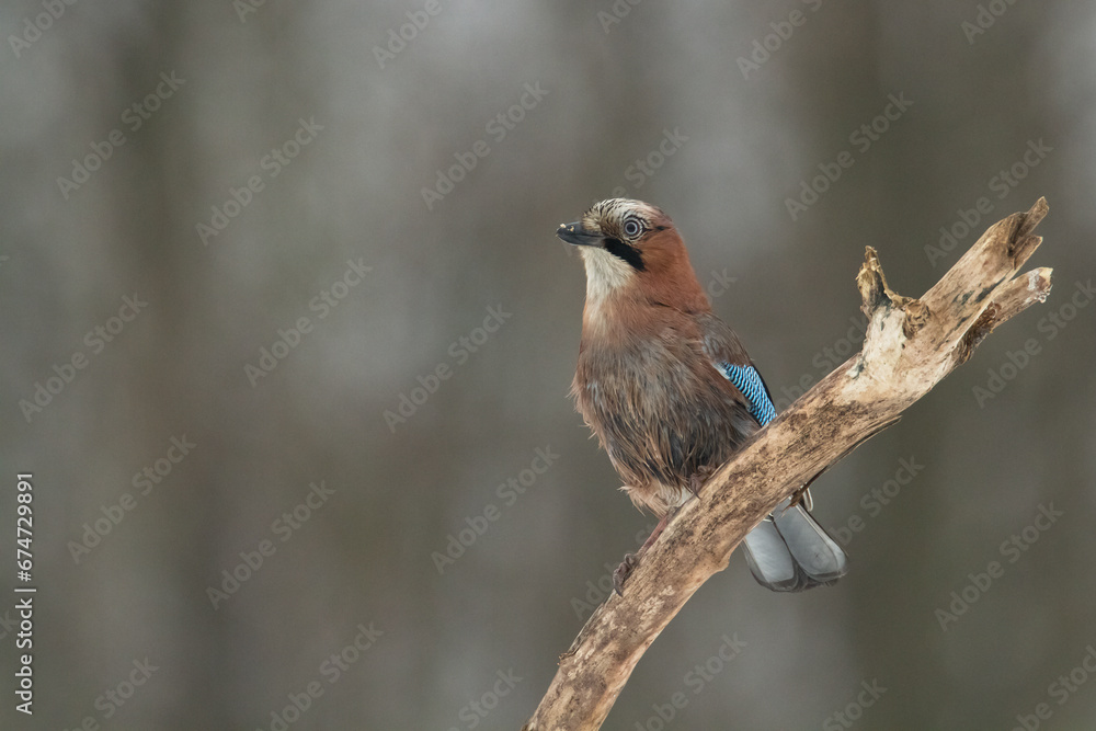 Bird Eurasian Jay Garrulus glandarius sitting on the branch Poland, Europe Bird Eurasian Jay Garrulus glandarius sitting on the branch Poland, Europe