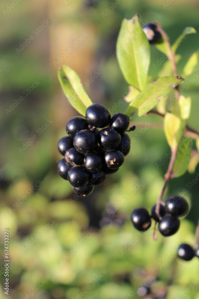 A close-up of black berries on a branch A close-up of black berries on a branch