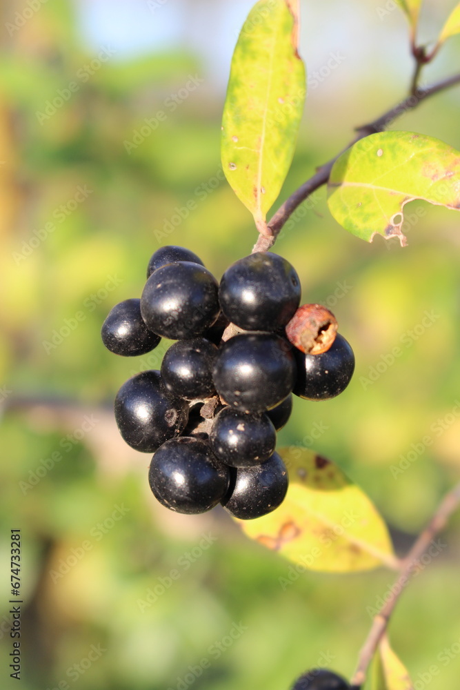 Close up of black berries on a branch