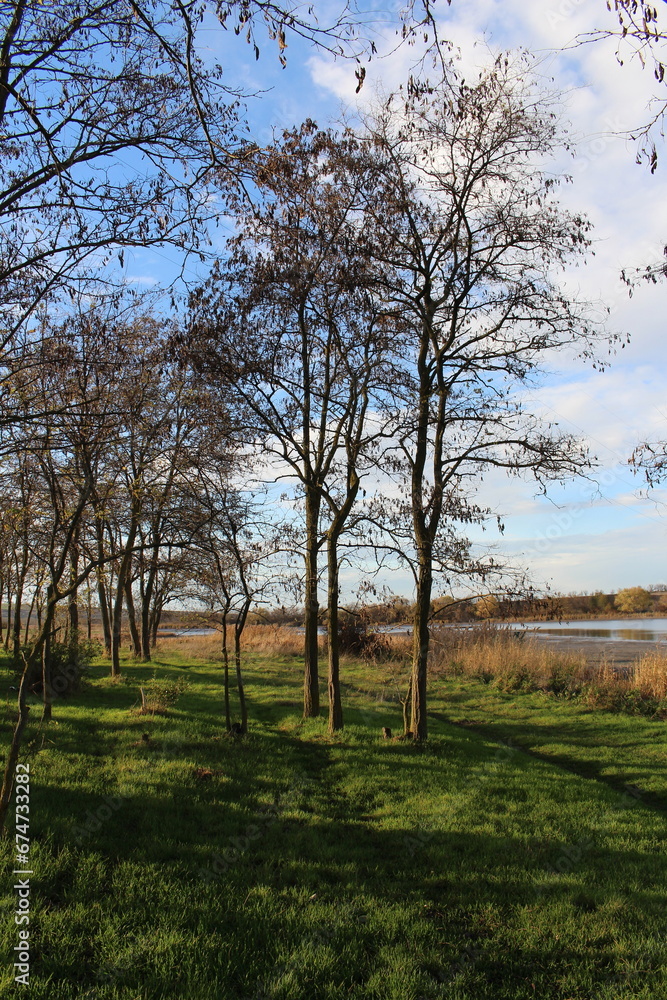 A group of trees in a field