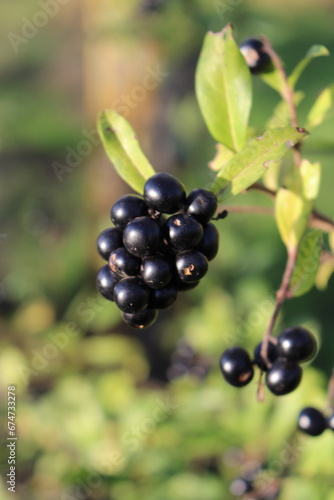 A close-up of black berries on a branch