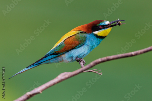 Bienenfresser (Merops apiaster) photo