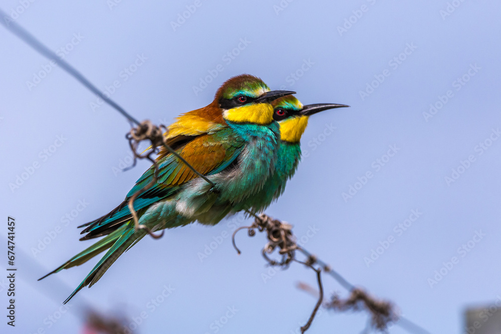 Obraz premium Bienenfresser (Merops apiaster)