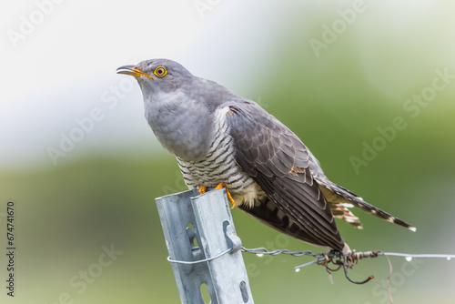 Kuckuck (Cuculus canorus) photo