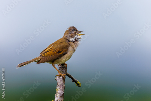 Dorngrasmücke (Sylvia communis)