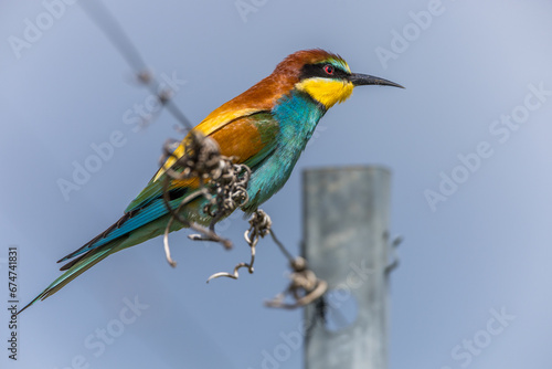 Bienenfresser (Merops apiaster) © Rolf Müller