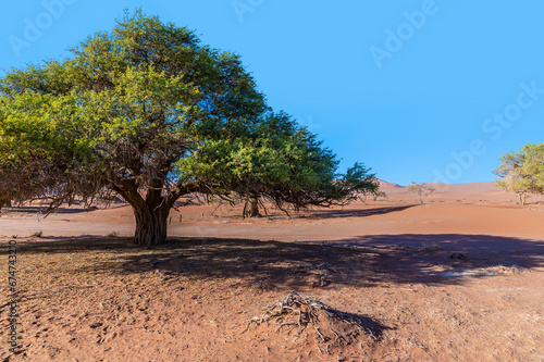 A view of the trail leading to dead valley in Sossusvlei  Namibia in the dry season