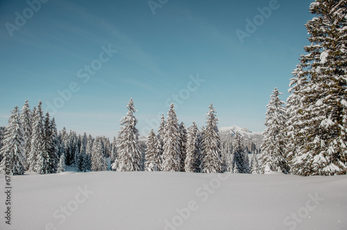 Snowy pine trees in the Swiss Alps, Toggenburg, Switzerland