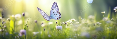 Purple butterfly dances amidst wild white violets in the serene beauty of natures canvas