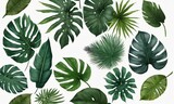 Different Tropical Leaves Isolated On White.