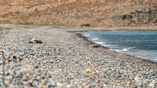 Tableau sur toile A lifeless turtle, stranded on a desolate Greek pebble beach, serves as a poignant reminder of the fragility of marine life in the face of environmental challenges
