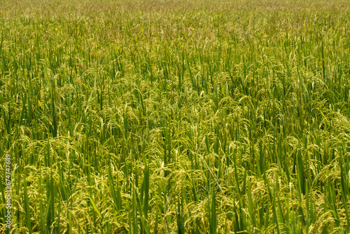 Rice crop photo