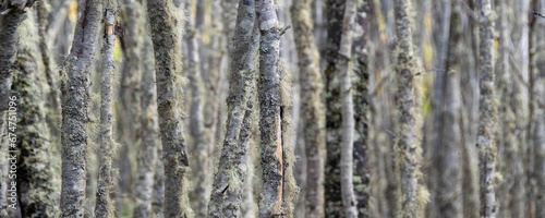 Low angle shot big tall trees landscape  tierra del fuego  argentina