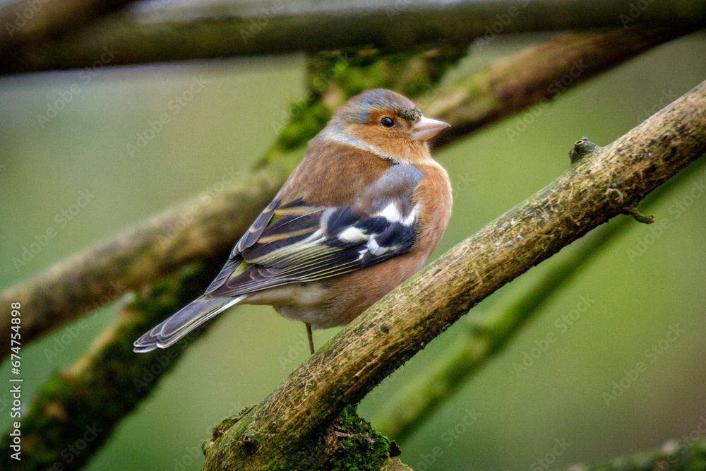 Fototapeta premium chaffinch on a branch