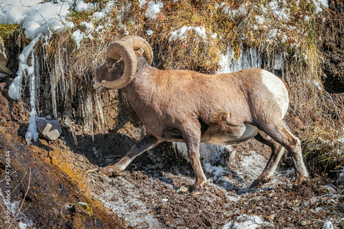 Bighorn Ram on a snowy mountainside licking icicles for moisture in Yellowstone National Park Wyoming. 