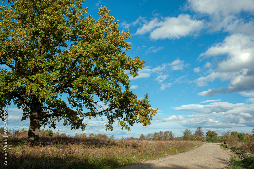Obraz premium A lonely tree in a green field against a warm sky. The path to my goal.