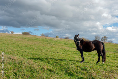 Black horse in spring under a sunny sky, green grass. © mikhailgrytsiv