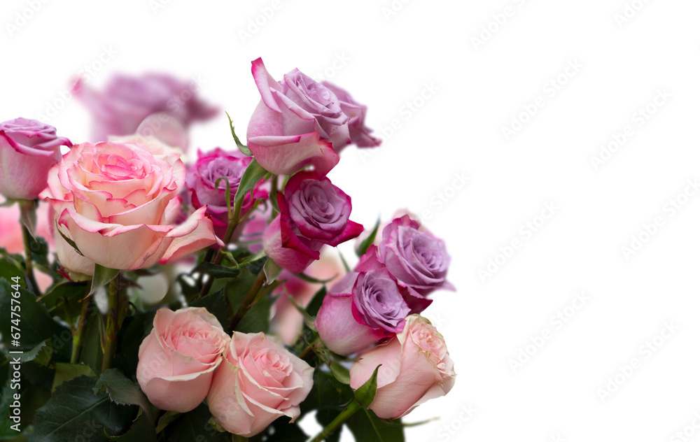 Pink and violet rose flowers bouquet isolated on white background