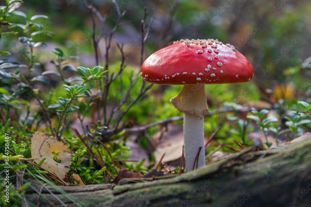 Fliegenpilz Fliegenpilz