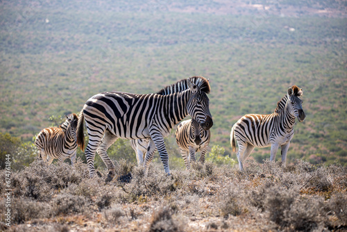 Foto Zebra sighting on the game drive in Addo Elephant National Park