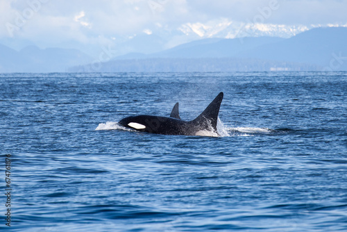 group of orcas drifting in the Strait of Georgia, seen while a whale watching tour in Vancouver BC. photo