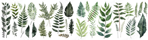 Set of Fern decorate watercolor collection of hand drawn, Fern elegant watercolor illustration , Fern Leaf isolated transparent background, PNG