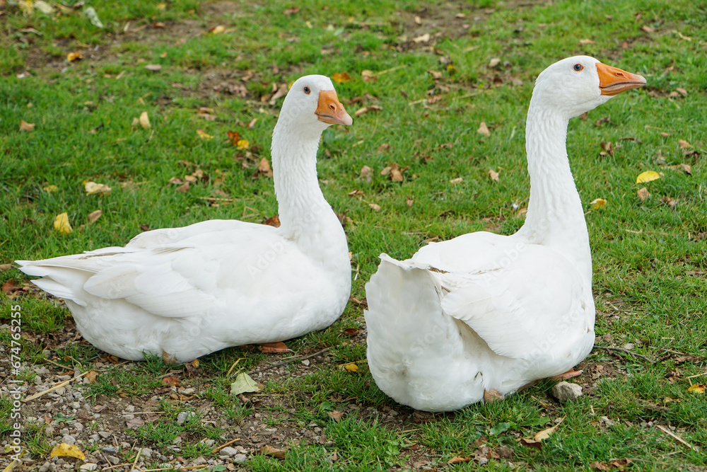 White Geese sitting in grass White Geese sitting in grass