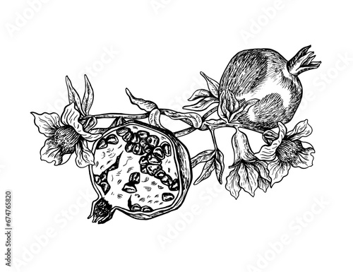 Wallpaper Mural Half and whole pomegranate on a flowering branch, hand drawn black and white graphic vector illustration. Isolated on a white background. For packaging, banners and menus, textiles and posters. Torontodigital.ca