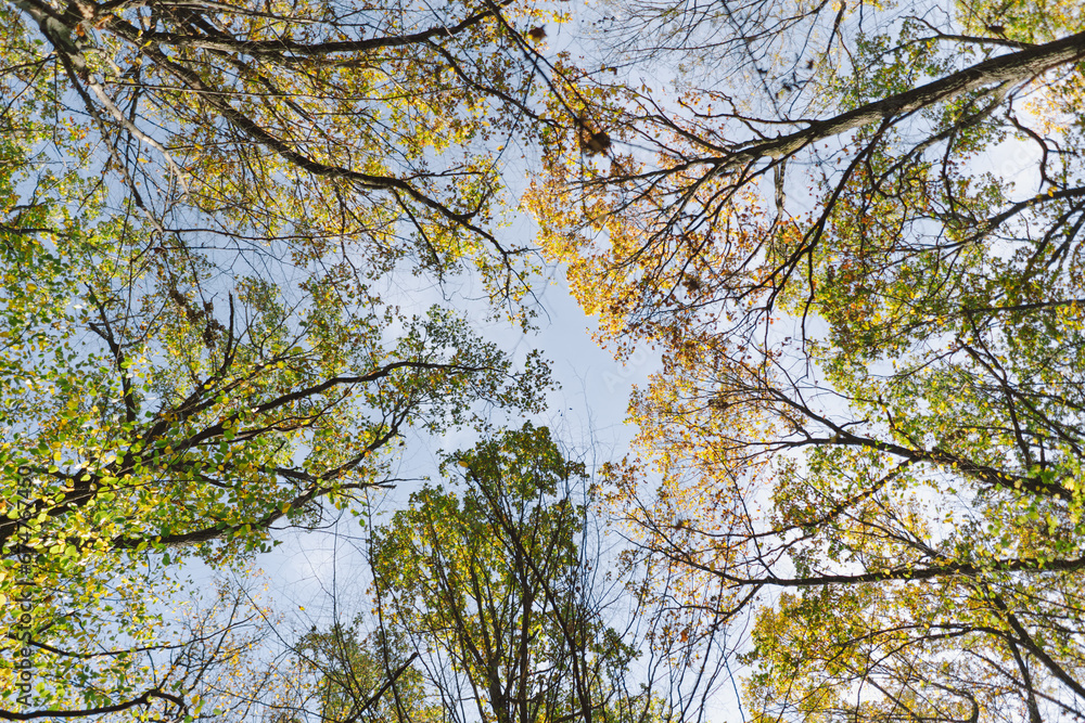 Fall in the forest. Forest autumn in sunny autumn weather, autumn landscape, autumn trees. Fall in the forest. Forest autumn in sunny autumn weather, autumn landscape, autumn trees.