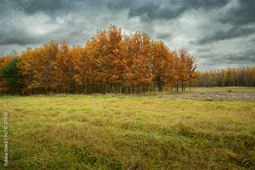 Meadow and autumn forest on a cloudy day