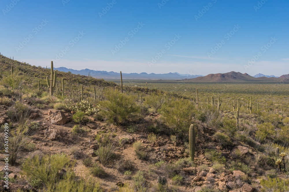 Saguaros in Saguaro national park Saguaros in Saguaro national park