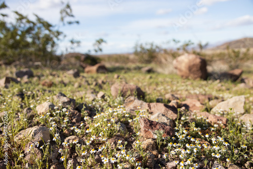 Mojave desertstar, small white desert wildflowers
 photo