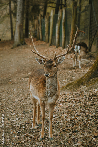 Fototapeta Naklejka Na Ścianę i Meble -  jeleń 