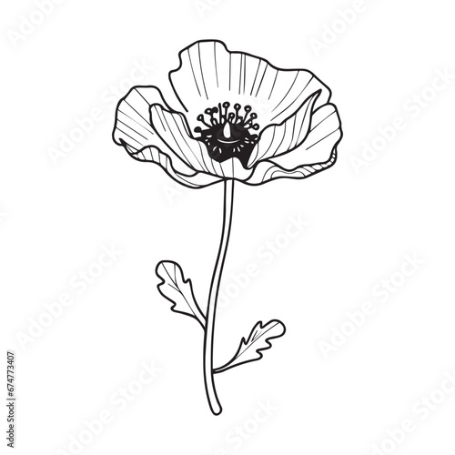 illustration of a poppy flower