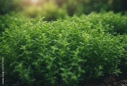 Fresh green thyme leaves filling the entire frame fresh herbs