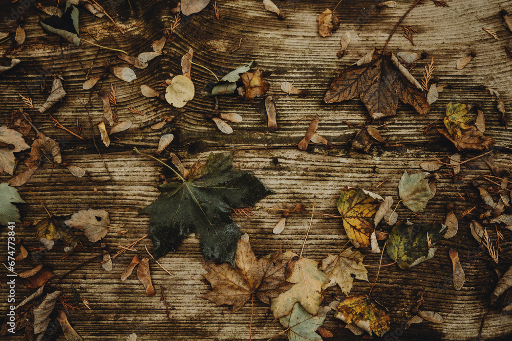 jesienne tło z liści i drewna - obrazy, fototapety, plakaty 